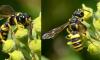 Cerceris quadricincta